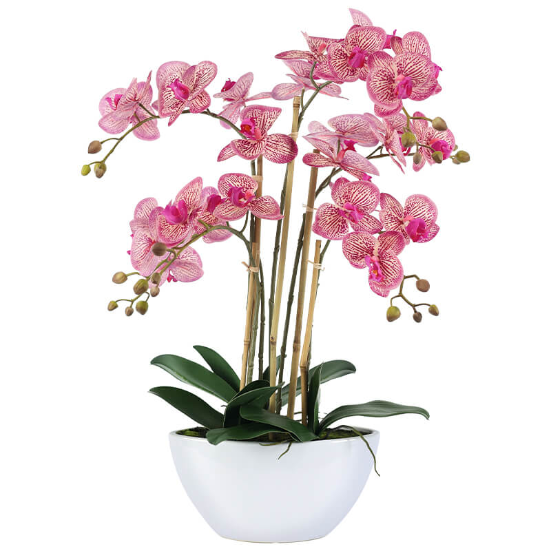 FUCHSIA ORCHID IN WHITE POT